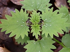 Urtica sykesii