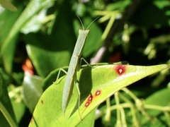 Orthodera ministralis
