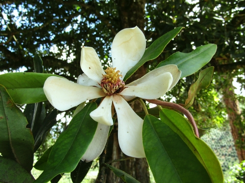 Magnolia corquinensis · iNaturalist