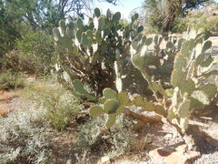 Opuntia engelmannii