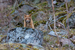 Vulpes vulpes crucigera