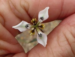 Moraea unguiculata