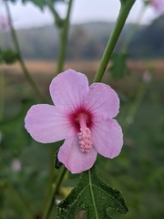 Urena procumbens