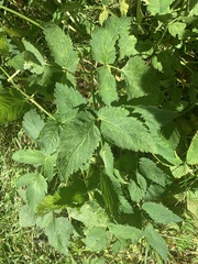 Angelica genuflexa