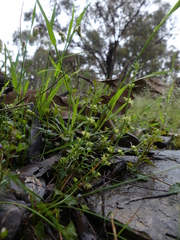 Galium gaudichaudii