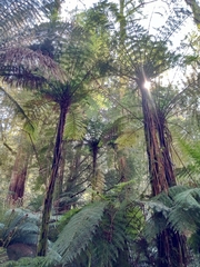 Cyathea cunninghamii