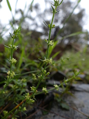 Galium gaudichaudii
