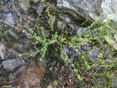 Galium gaudichaudii