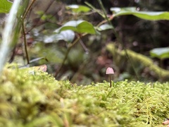 Mycena purpureofusca