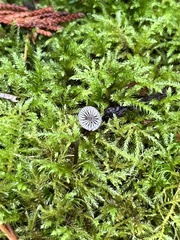 Mycena purpureofusca