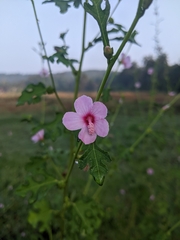 Urena procumbens