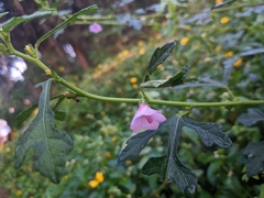 Urena procumbens