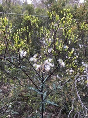 Senecio picridioides