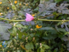 Urena procumbens