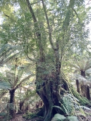 Nothofagus cunninghamii