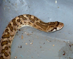 Arizona elegans