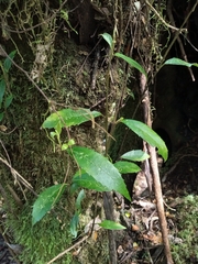 Atherosperma moschatum