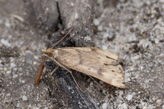 Pyraustinae