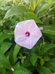 Ipomoea sagittifolia