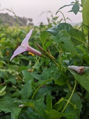 Ipomoea sagittifolia