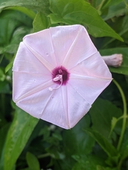 Ipomoea sagittifolia