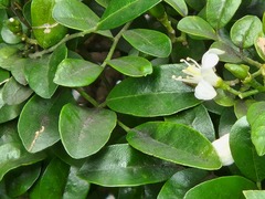 Murraya paniculata