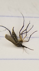 Psorophora cyanescens