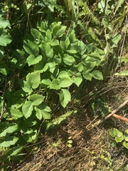 Angelica lucida