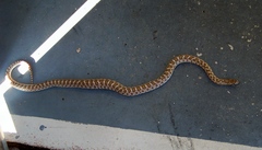 Arizona elegans