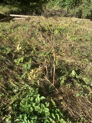Angelica lucida