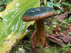 Lactarius aurantiosordidus