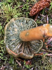 Lactarius aurantiosordidus