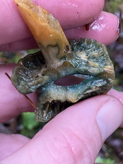 Lactarius aurantiosordidus