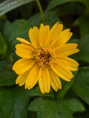 Sphagneticola trilobata