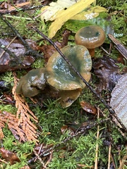 Lactarius aurantiosordidus