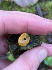 Lactarius aurantiosordidus