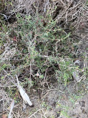 Frankenia pauciflora