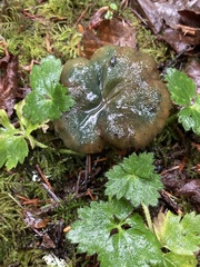 Lactarius aurantiosordidus