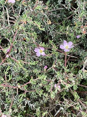 Frankenia pauciflora