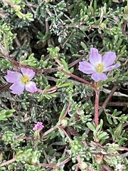 Frankenia pauciflora