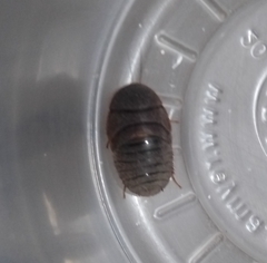 Homoeogamia mexicana