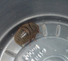 Homoeogamia mexicana