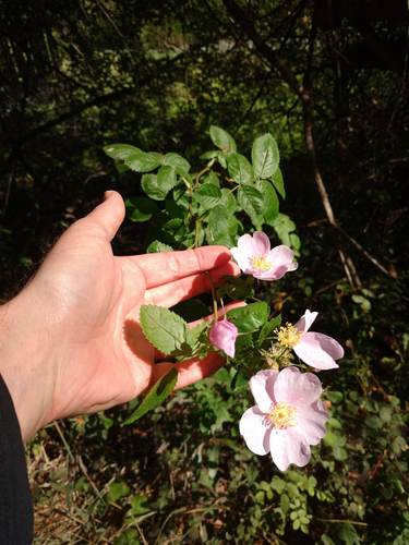 California Wild Rose