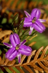 Thysanotus