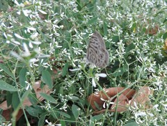 Leptotes pirithous