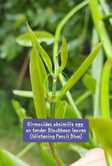 Eirmocides absimilis