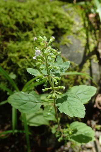 Clinopodium micranthum iNat (1)