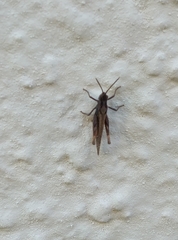 Acrididae