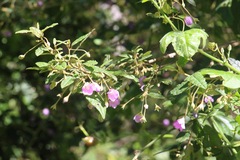 Howittia trilocularis