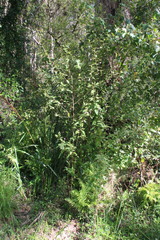 Howittia trilocularis